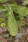 Common catchfly